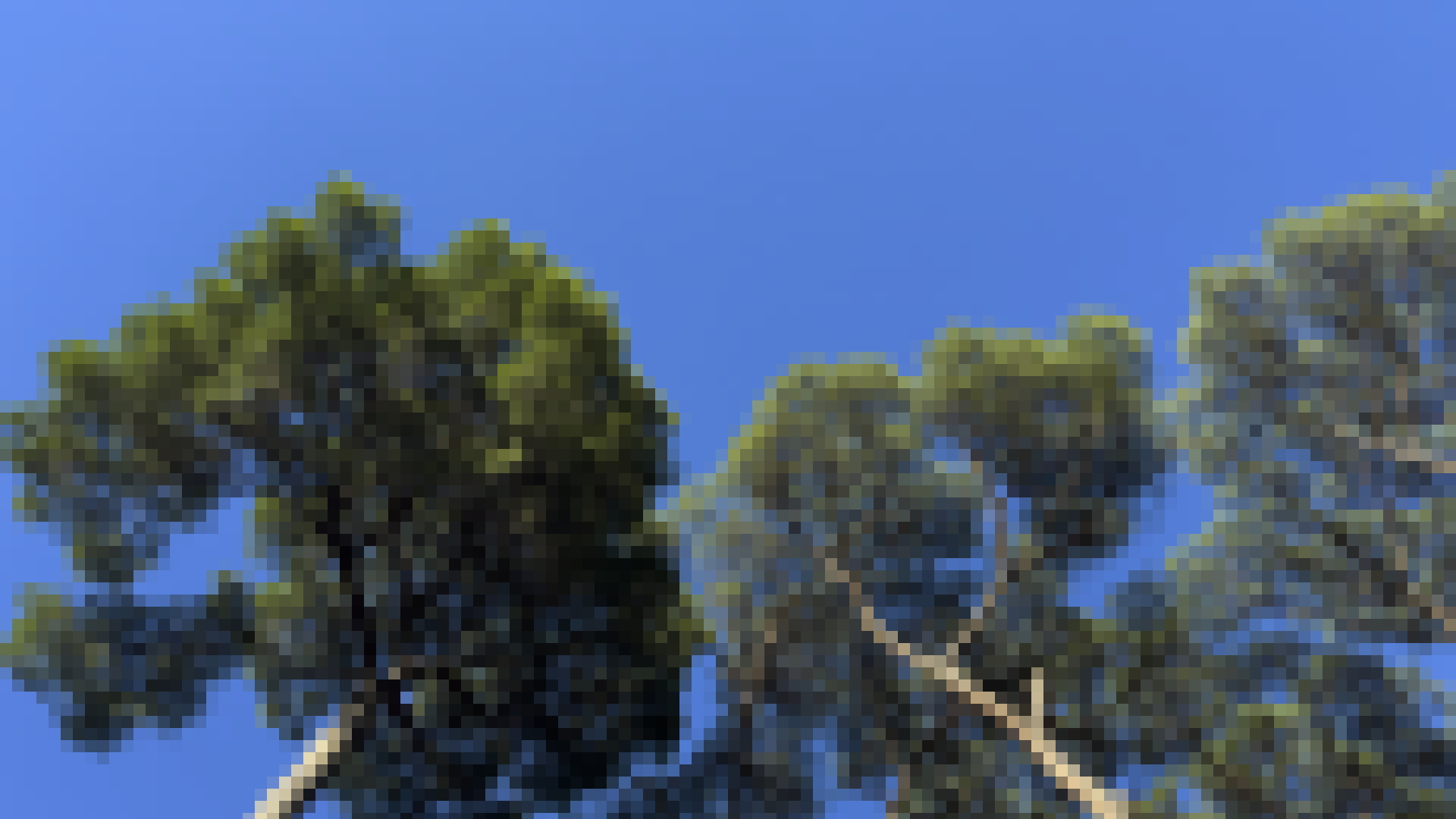 TREEFORTHECITY HEADER 01